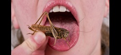 comer insectos: alternativa a la carne
